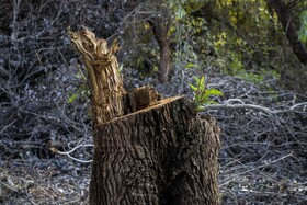 در نیمه نخست امسال 15 تا 16 مورد تخلف قطع درخت در استان خوزستان کشف و ضبط شده است و این افراد به مراجع قضایی تحویل داده شدهاند و اموال کشفشده هم مصادره شده است.