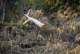 با گسترش صنایع بهرهبرداری از چوب و ایجاد جنگلهای صنعتی در خوزستان، قطع غیر قانونی درختان رشد بی سابقهای داشته است، به طوریکه درختان اراضی طبیعی پارکهای ملی و جنگلها و حاشیه مزارع کشاورزی در حال تخریب است.