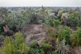 جنگلهای کرخه و دز زیستگاه اصلی گوزن زرد ایرانی همیشه در معرض تخریب قرار دارد وجود سدها دز و کرخه. قاچاق چوپ آتش سوزی تجاوز به حریم جنگل و خشکسالی و کشاورزی، پوشش جنگلی و گیاهی این زیستگاه مهم را در معرض خطر نابودی قرار داده است.