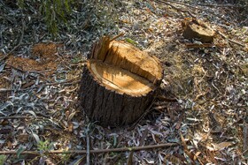 بسیاری از افراد به بهانه اینکه این درختان در محدوده زمین یا مزرعه خودشان است اقدام به قطع درخت میکنند و ما با جدیت با این افراد برخورد کردهایم.