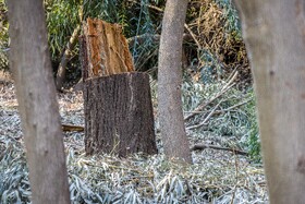 در نیمه نخست امسال 15 تا 16 مورد تخلف قطع درخت در استان خوزستان کشف و ضبط شده است و این افراد به مراجع قضایی تحویل داده شدهاند و اموال کشفشده هم مصادره شده است.