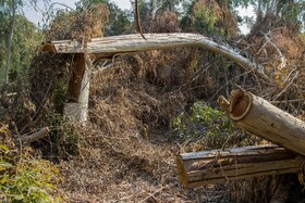 افزایش یکباره قیمت چوب در شهرهای مجاور صنایع، باعث شده است افراد زیادی به قطع غیرمجاز درختان روی بیاورند.