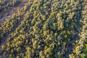 با گسترش صنایع بهرهبرداری از چوب و ایجاد جنگلهای صنعتی در خوزستان، قطع غیر قانونی درختان رشد بی سابقه ای داشته است، به طوریکه درختان اراضی طبیعی پارکهای ملی و جنگلها و حاشیه مزارع کشاورزی در حال تخریب است.