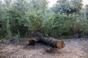 افزایش یکباره قیمت چوب در شهرهای مجاور صنایع، باعث شده است افراد زیادی به قطع غیرمجاز درختان روی بیاورند.