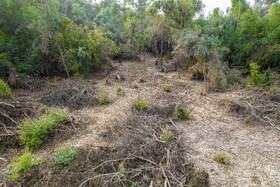 جنگلهای کرخه و دز زیستگاه اصلی گوزن زرد ایرانی همیشه در معرض تخریب قرار دارد وجود سدها دز و کرخه. قاچاق چوپ آتش سوزی تجاوز به حریم جنگل و خشکسالی و کشاورزی، پوشش جنگلی و گیاهی این زیستگاه مهم را در معرض خطر نابودی قرار داده است.