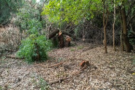 فعالان محیط زیست معتقد هستند کارخانجات چوب مقدار قابل توجهی از چوب های غیرقانونی مانند درختان جنگلی را بدون هیچقید و شرطی خریداری میکنند و این روند آسیب زیادی به مناطق حفاظت شده و پارکهای ملی وارد خواهد کرد.