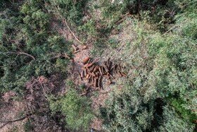 تخریب جنگلها منجر به تغییرات زیست محیطی و اقلیمی شده و تبعات جبران ناپذیر را شامل میشود. با وجود این همه تبعات متاسفانه بر اساس مشاهدات میدانی اخیراً فعالیت باندهای قطع درختان و قاچاق چوب در استان خوزستان و بالاخص در شهرستانهای دزفول شوش اندیمشک افزایش یافته است.