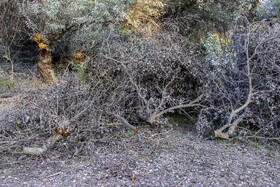 بسیاری از افراد به بهانه اینکه این درختان در محدوده زمین یا مزرعه خودشان است اقدام به قطع درخت میکنند و ما با جدیت با این افراد برخورد کردهایم.