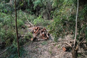 تخریب جنگل ها منجر به تغییرات زیست محیطی و اقلیمی شده و تبعات جبران ناپذیر را شامل می شود. با وجود این همه تبعات متاسفانه بر اساس مشاهدات میدانی اخیراً فعالیت باندهای قطع درختان و قاچاق چوب در استان خوزستان و بالاخص در شهرستان های دزفول شوش اندیمشک افزایش یافته است.