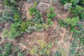 با گسترش صنایع بهرهبرداری از چوب و ایجاد جنگلهای صنعتی در خوزستان، قطع غیر قانونی درختان رشد بی سابقهای داشته است، به طوریکه درختان اراضی طبیعی پارکهای ملی و جنگلها و حاشیه مزارع کشاورزی در حال تخریب است.