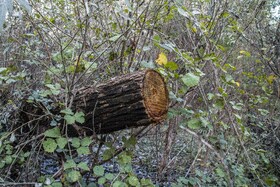 طرفی فعالان محیط زیست معتقد هستند کارخانجات چوب مقدار قابل توجهی از چوبهای غیرقانونی مانند درختان جنگلی را بدون هیچقید و شرطی خریداری میکنند و این روند آسیب زیادی به مناطق حفاظت شده و پارکهای ملی وارد خواهد کرد.