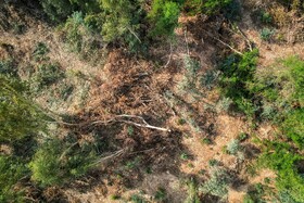 جنگلهای کرخه و دز زیستگاه اصلی گوزن زرد ایرانی همیشه در معرض تخریب قرار دارد وجود سدها دز و کرخه. قاچاق چوپ آتش سوزی تجاوز به حریم جنگل و خشکسالی و کشاورزی، پوشش جنگلی و گیاهی این زیستگاه مهم را در معرض خطر نابودی قرار داده است.