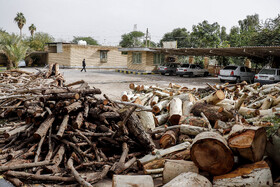 در نیمه نخست امسال 15 تا 16 مورد تخلف قطع درخت در استان خوزستان کشف و ضبط شده است و این افراد به مراجع قضایی تحویل داده شدهاند و اموال کشفشده هم مصادره شده است.