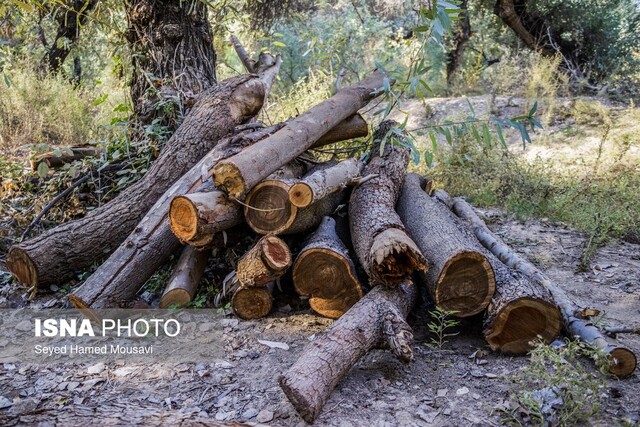 کشف ۲ تن چوب قاچاق در آوج