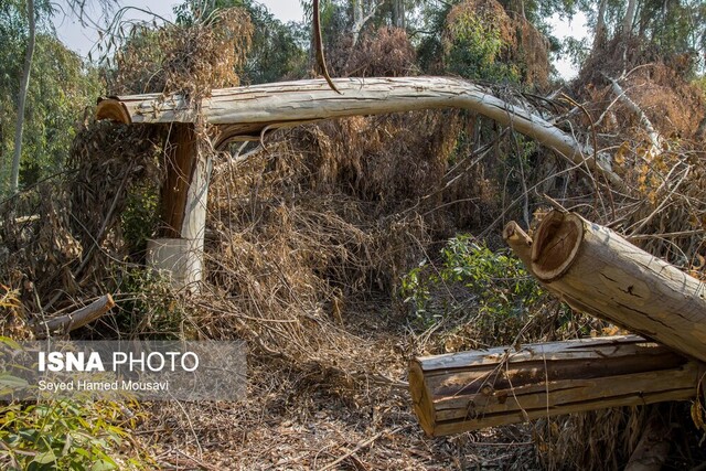قاچاقچیان چوب به جان جنگلهای نیمهگرمسیری خوزستان افتادهاند...
