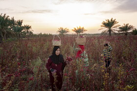 روستای «علوه» در ده کیلومتری شهرستان کارون یکی از قطب های برداشت چای قرمز یا ترش است.