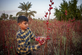 برداشت چای ترش در شهرستان کارون از اوایل آبان آغاز شده و تا  پایان آذر ادامه دارد. 