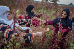 برداشت چای ترش در شهرستان کارون از اوایل آبان آغاز شده و تا  پایان آذر ادامه دارد. 