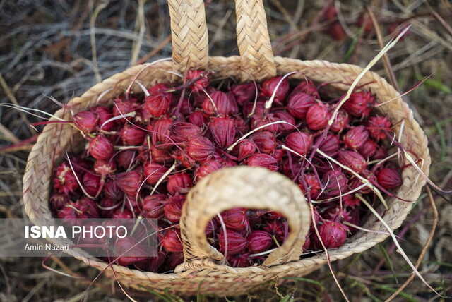 چای ترش، گیاهی کوچک اما پرخاصیت