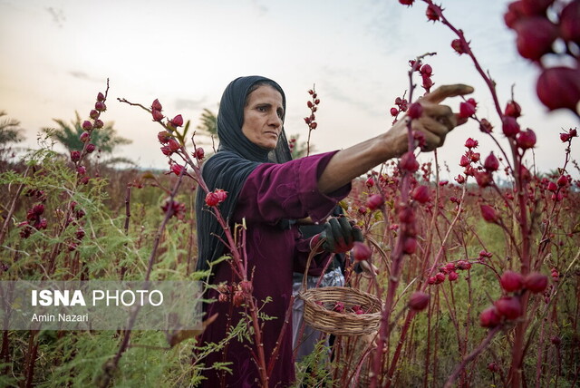 چای ترش، گیاهی کوچک اما پرخاصیت