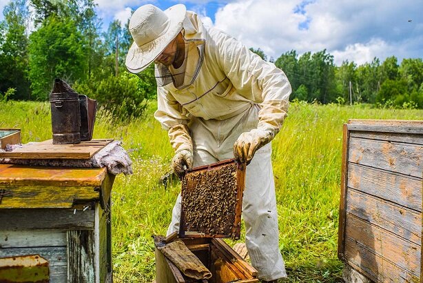 اجرای طرح پایش بیماری‌های زنبور عسل در ۱۲۰ زنبورستان خوزستان