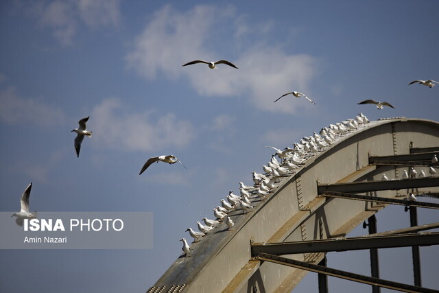 پل سفید اهواز پیشبینی افزایش ۵ درجهای دما در خوزستان