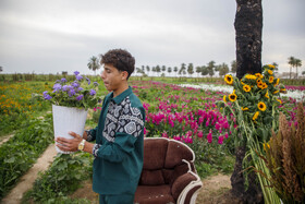 مزرعه گل شببو در حمیدیه