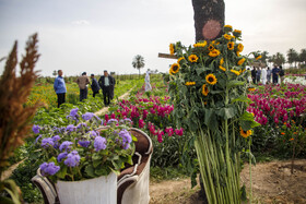 مزرعه گل شببو در حمیدیه