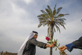 مزرعه گل شببو در حمیدیه