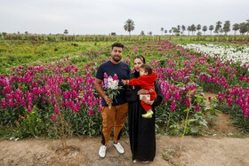 مزرعه گل شببو در حمیدیه