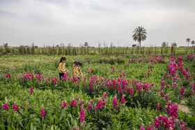مزرعه گل شب‌بو در حمیدیه
