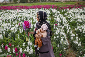 مزرعه گل شببو در حمیدیه