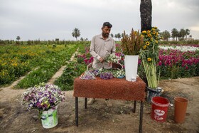 مزرعه گل شببو در حمیدیه