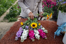 مزرعه گل شببو در حمیدیه
