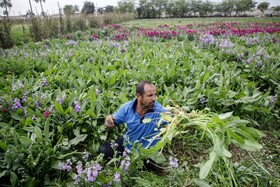 مزرعه گل شببو در حمیدیه