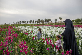 مزرعه گل شب‌بو در حمیدیه