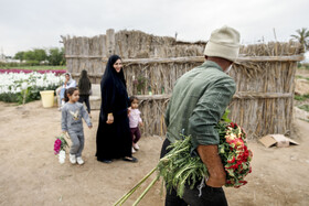 مزرعه گل شببو در حمیدیه