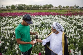 مزرعه گل شب‌بو در حمیدیه