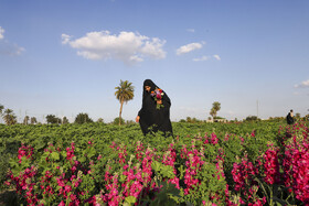 مزرعه گل شببو در حمیدیه