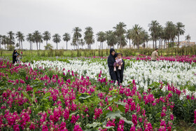 مزرعه گل شببو در حمیدیه
