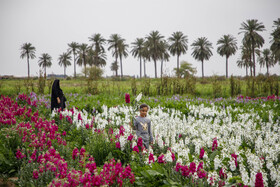 مزرعه گل شببو در حمیدیه
