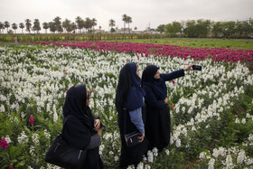 مزرعه گل شببو در حمیدیه