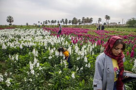 مزرعه گل شببو در حمیدیه