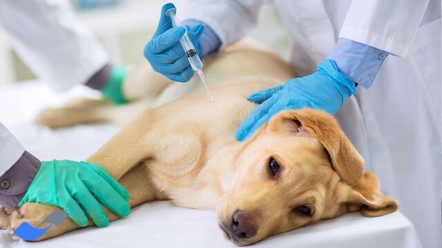 واکسیناسیون بیش ‌از ۸۰۰ قلاده سگ صاحب‌دار علیه هاری در اهواز