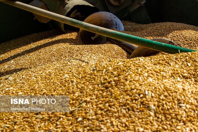 کشف ۴۰ تن گندم غیر قابل استفاده در حمیدیه