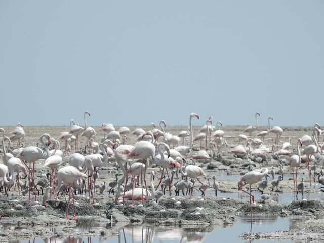 فلامینگوهای تالاب شادگان - اردیبهشت ۱۴۰۳ خوزستان، زیستگاه بیش از ۳۰۰ گونه پرنده مهاجر و بومی/ شمارش سالانه بیش از ۱۲۰ هزار پرنده مهاجر