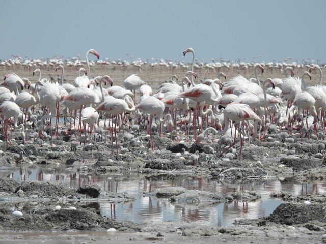 خوزستان، ‌زیستگاه‌ بیش از ۳۰۰ گونه پرنده مهاجر و بومی/ شمارش سالانه بیش از ۱۲۰ هزار پرنده مهاجر
