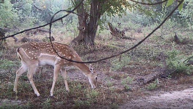 تصویر گوزن زرد ایرانی ثبت شده در پارک ملی دز ادامه ثبت تصاویر گوزن زرد ایرانی در پارک ملی دز و خارج از سایت تکثیر