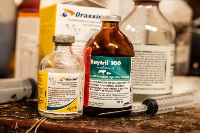 عکس تزئینی است. کشف محموله داروی دامپزشکی قاچاق در مرز شلمچه