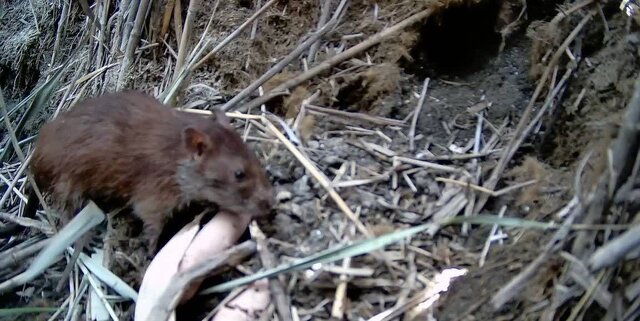ثبت تصویر موش دمدراز میانرودان در هورالعظیم مطالعه رفتار یک جونده در معرض انقراض در تالاب هورالعظیم